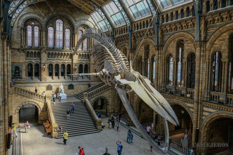 Visitar el Museo de Historia Natural, una de las mejores cosas en Londres gratis